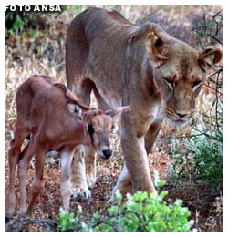 Antilope allevata dal predatore